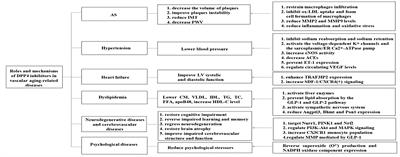 Roles and Mechanisms of Dipeptidyl Peptidase 4 Inhibitors in Vascular Aging